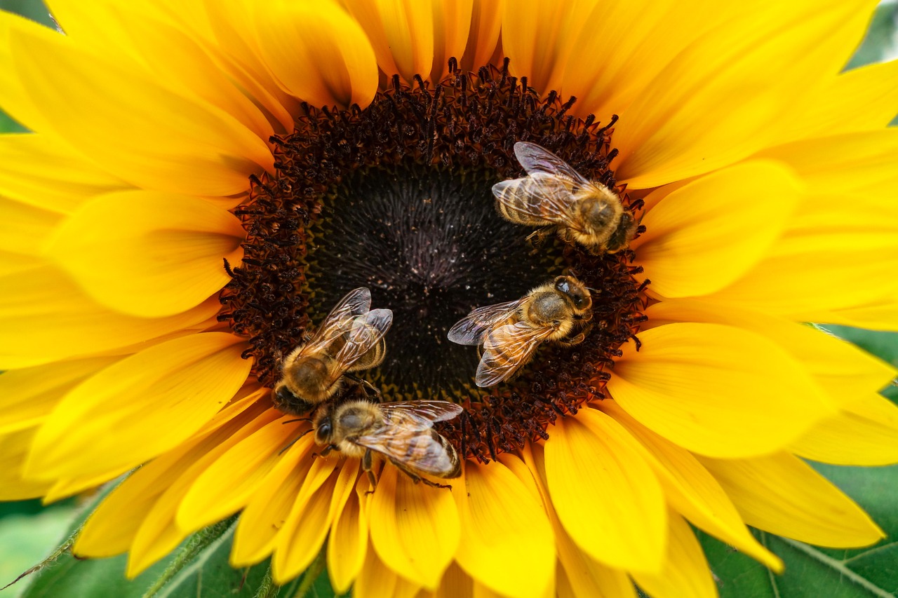 Weltbienentag 2024: Warum Bienen für unser Ökosystem unverzichtbar sind
