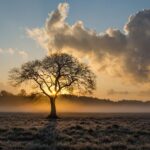 lone tree, tree, oak, clouds, landscape, haze, mist, sunset, autumn, evening, twilight, nature, silhouette, tree silhouette, field, meadow, grasslands, backlighting, tree, tree, tree, tree, tree, sunset, autumn, nature