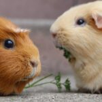 guinea pig, rodent, mammal, smooth hair, fur, close up, wildlife, animal photography, guinea, nature, brown, animal, domestic animal