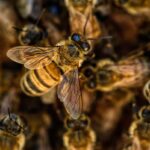 bees, wings, insects, honey, nature, pollination, pollen, honeycomb, yellow, hive, beehive, buzz, sting, brown nature, brown natural, brown bee, bees, bees, bees, bees, bees